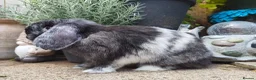 Mini Lop rabbits for sale: Beautiful black magpie mini lop buck  - Advert 4
