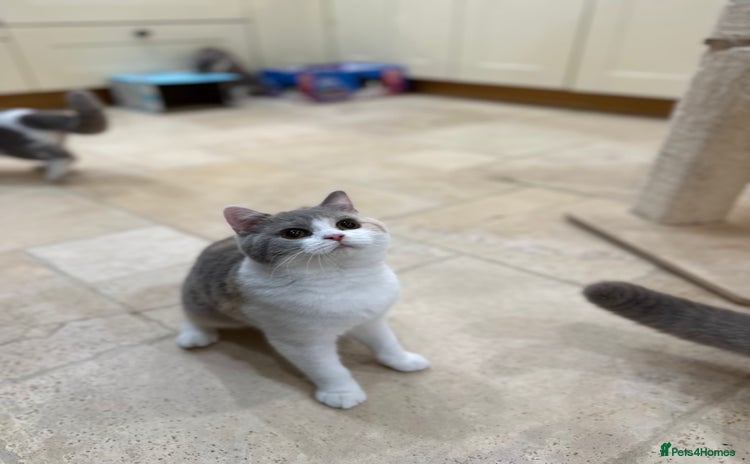 British Shorthair cats - Advert 10