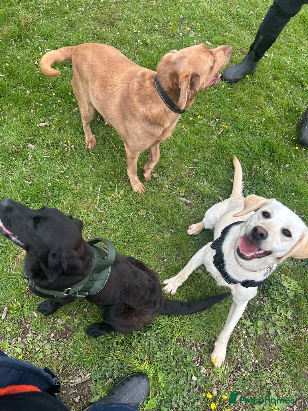 Labrador Retriever dogs for sale: 2 18month old Labrador pups for sale - Image 4
