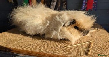 Guinea Pig rodents - Advert 9