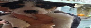 Border Collie Puppy 5