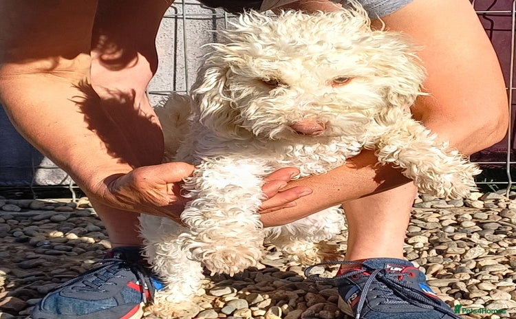 Miniature Poodle dogs - Advert 2