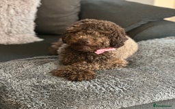 Miniature Poodle dogs for sale: Miniature poodle puppies DUE 8th DEC - Image 1