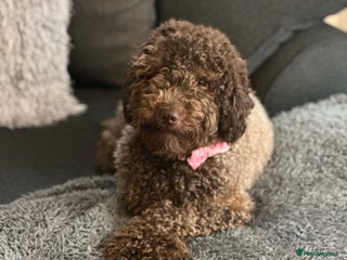 Miniature Poodle dogs - Advert 31