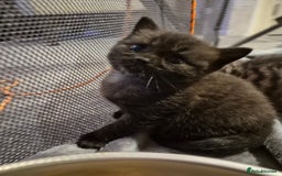 Brazilian Shorthair cats for sale: Kittens  - Image 7