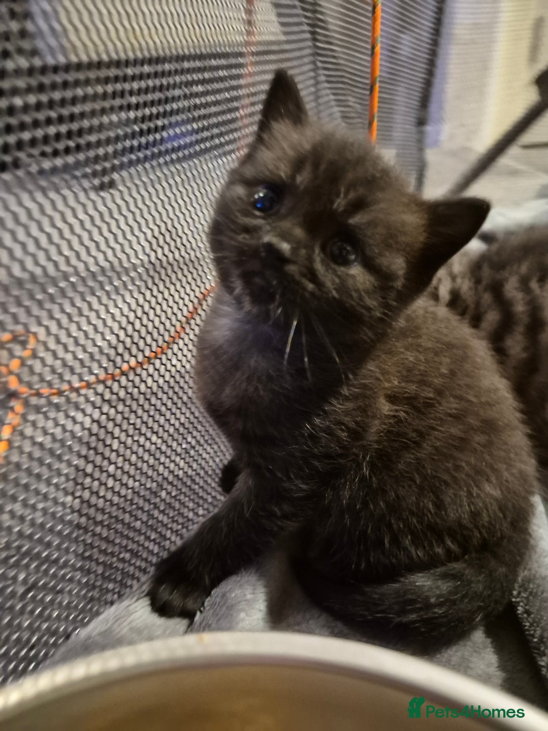 Brazilian Shorthair cats for sale: Kittens  - Image 7