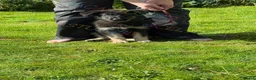 German Shepherd dogs for sale: Ready now reduced further  to sell Kcreg GSD pups - Advert 14