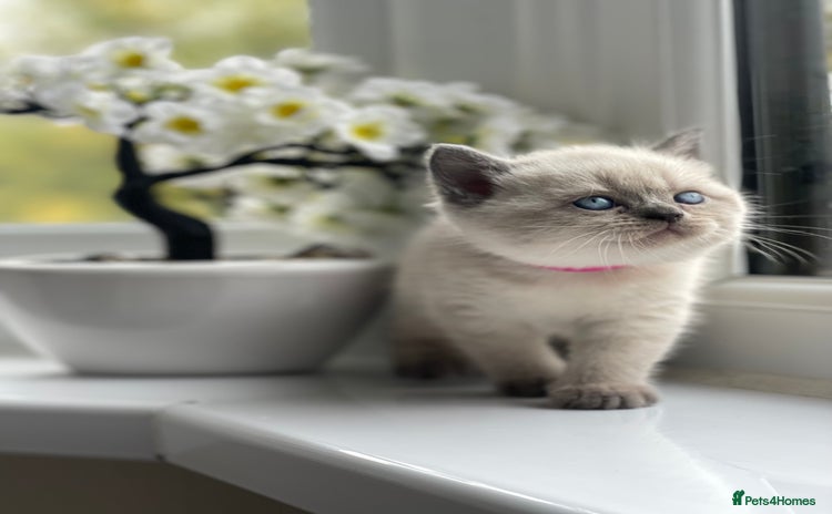 British Shorthair cats British Shorthair colour point kittens white  - Advert 4