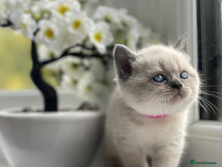 British Shorthair cats British Shorthair colour point kittens LAST GIRL - Advert 9