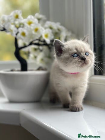 British Shorthair cats British Shorthair colour point kittens white - Advert 8