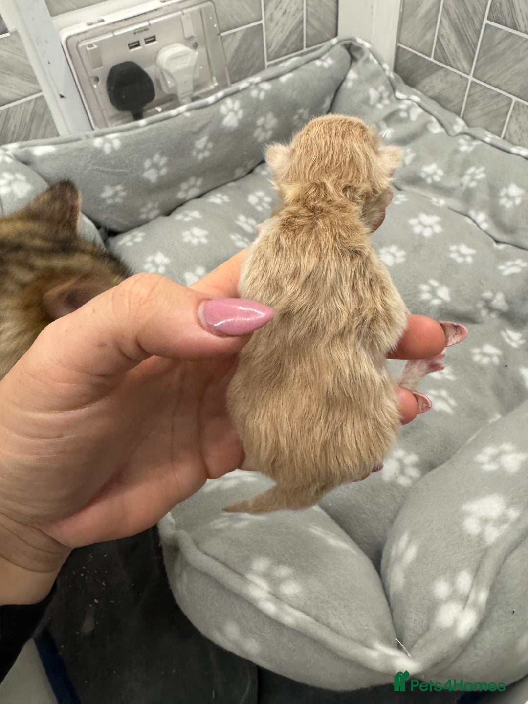 Ragcoon cats for sale: Maine coon x Ragdoll/Bengal kitten available  - Advert 5