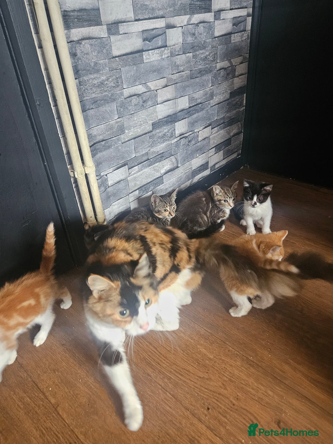 Mixed Breed cats for sale: Friendly Lovely Kittens  - Image 9