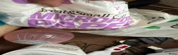 Hamster rodents for sale: Gorgeous Female Hamster Available in Leatherhead - Advert 8