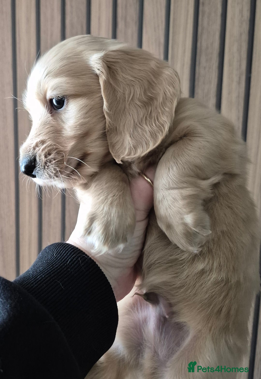 Miniature Dachshund dogs for sale: Miniature dachshund KC reg long haired cream - Advert 16