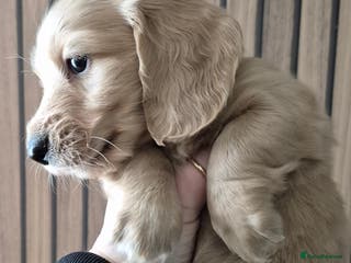 Miniature Dachshund dogs Miniature dachshund KC reg long haired cream - Advert 8