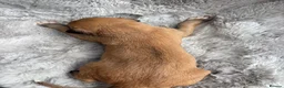 Lurcher dogs for sale: Lurcher puppies  - Advert 18