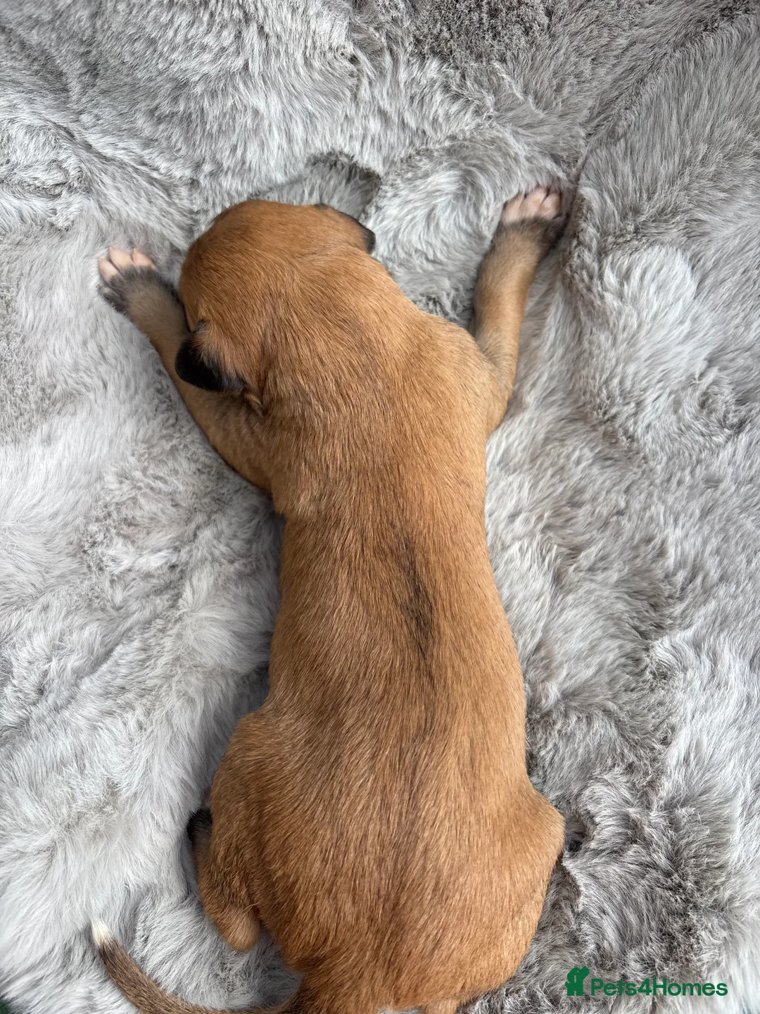 Lurcher dogs for sale: Lurcher puppies  - Advert 18