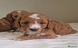 Cockapoo dogs for sale: Beautiful Cockapoo Puppies  - Image 7