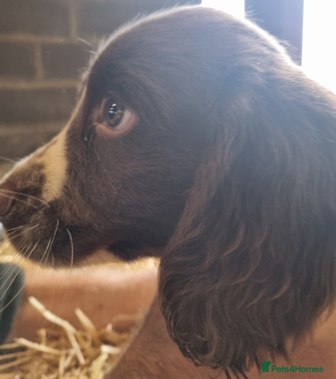 English Springer Spaniel dogs for sale: Pretty puppies with working parents ready now - Image 17