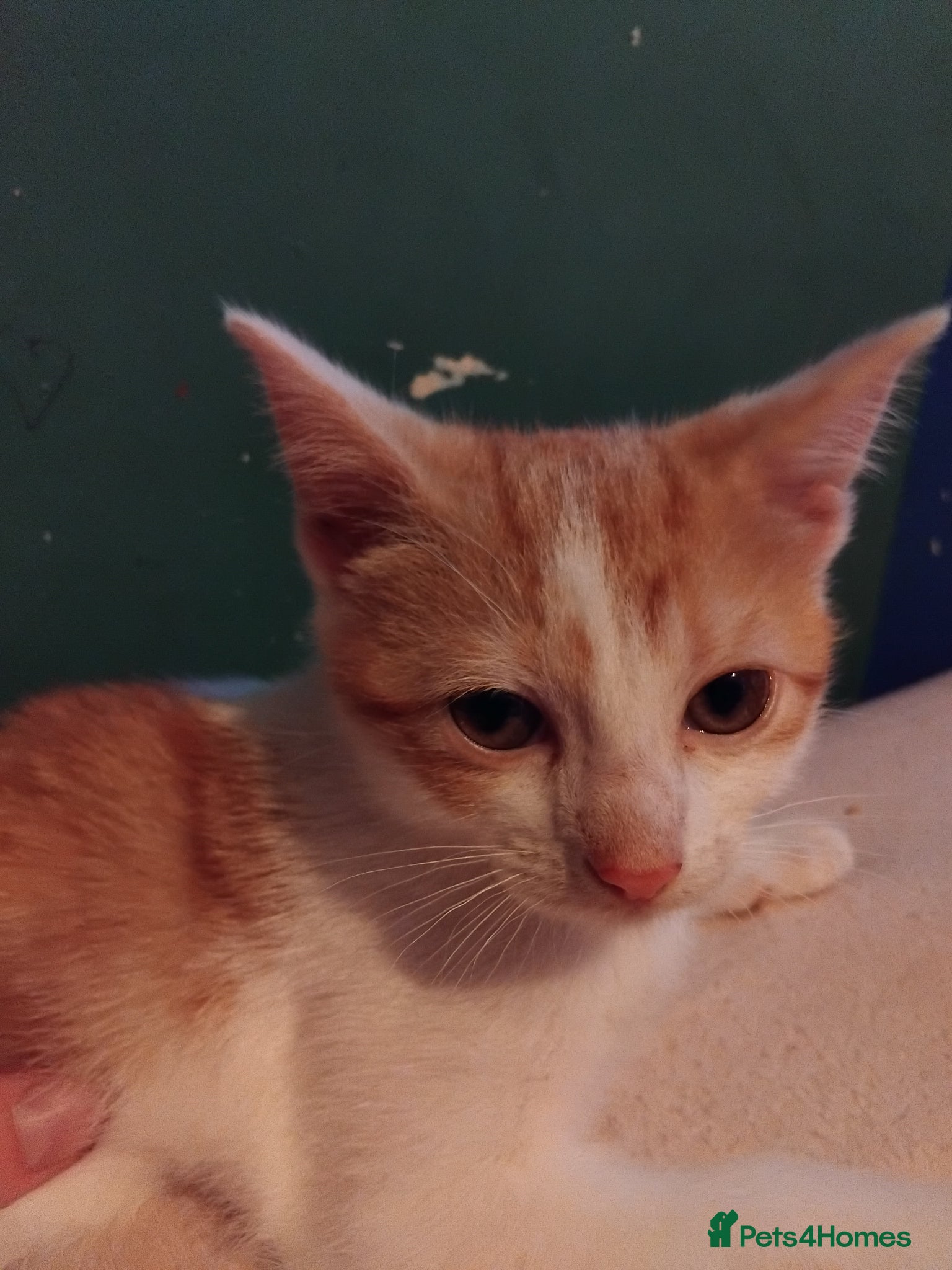 Mixed Breed cats for sale: 6 cute kittens  - Advert 4