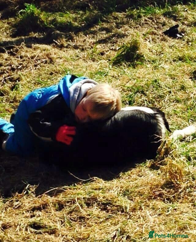 Border Collie dogs for sale: Blue merle  in Ammanford - Advert 6