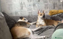 Mixed Breed dogs for adoption: Meet Bruno - Image 4