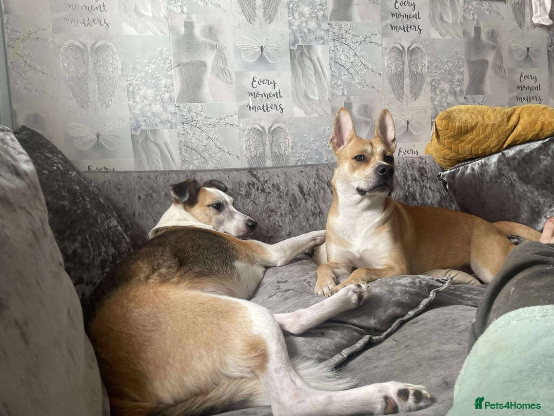 Mixed Breed dogs for adoption: Meet Bruno - Image 4