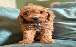 Cockapoo dogs for sale: Beautiful family of cockerpoos - Image 13