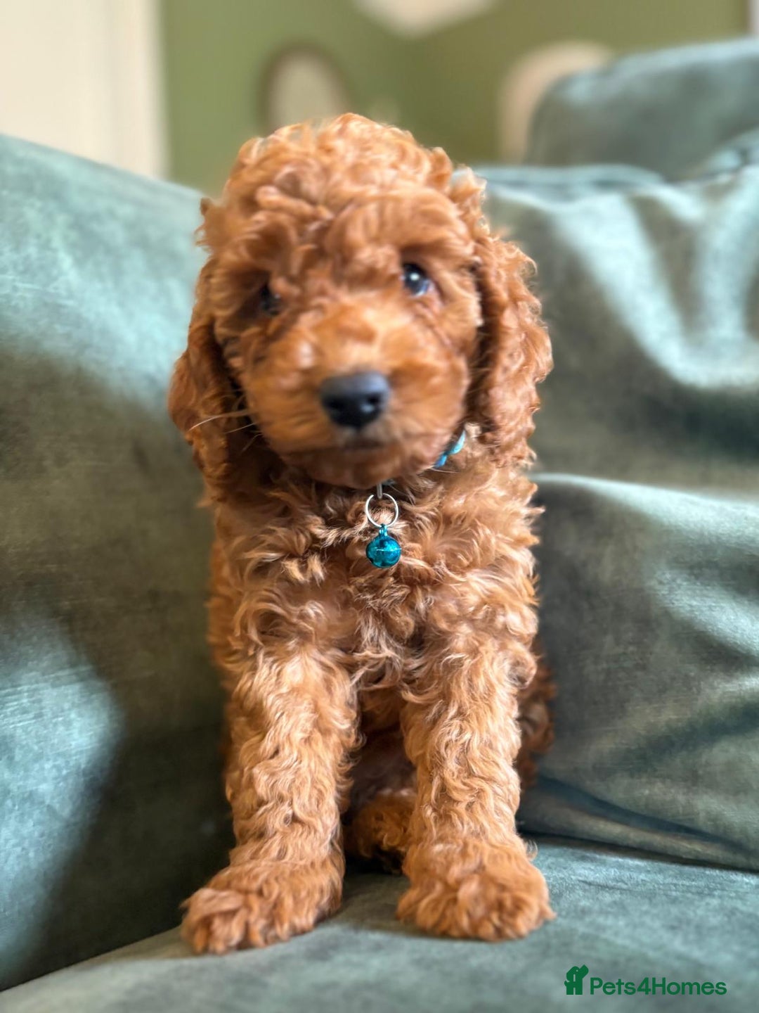 Cockapoo dogs for sale: Beautiful family of cockerpoos - Image 13