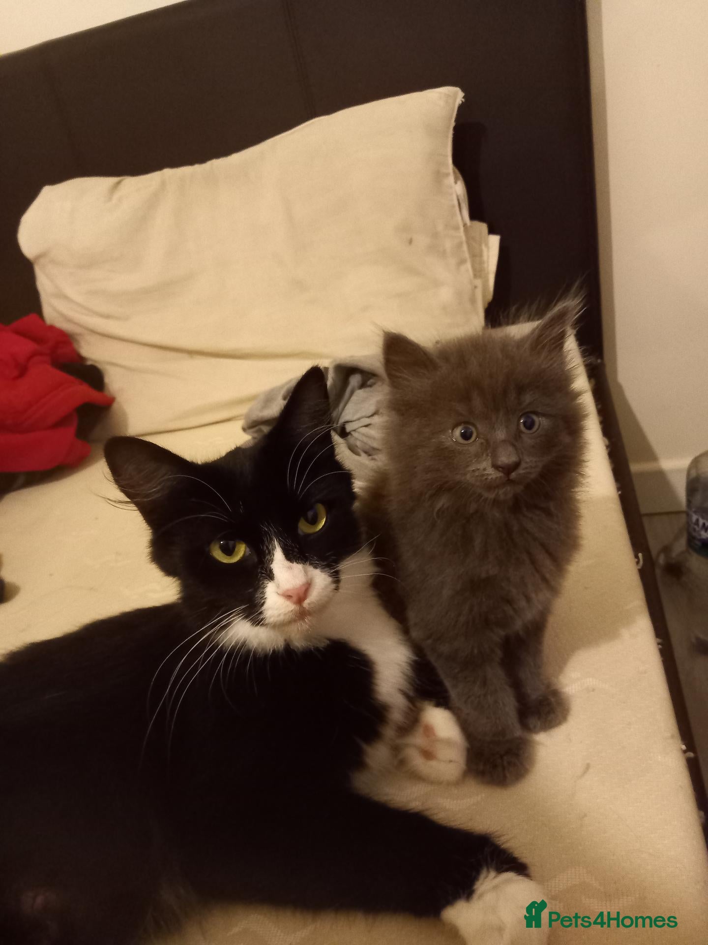 Mixed Breed cats Beautiful Fluffy Grey Female Kitten (Layla) - Advert 2