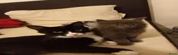 Mixed Breed cats for sale: Beautiful Fluffy Grey Female Kitten (Layla) in Southampton - Advert 1