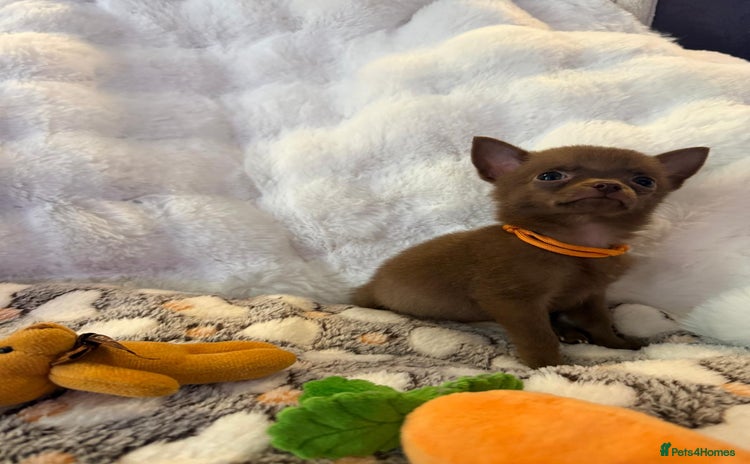 Pomchi dogs - Advert 6