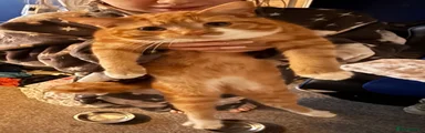 Benji
