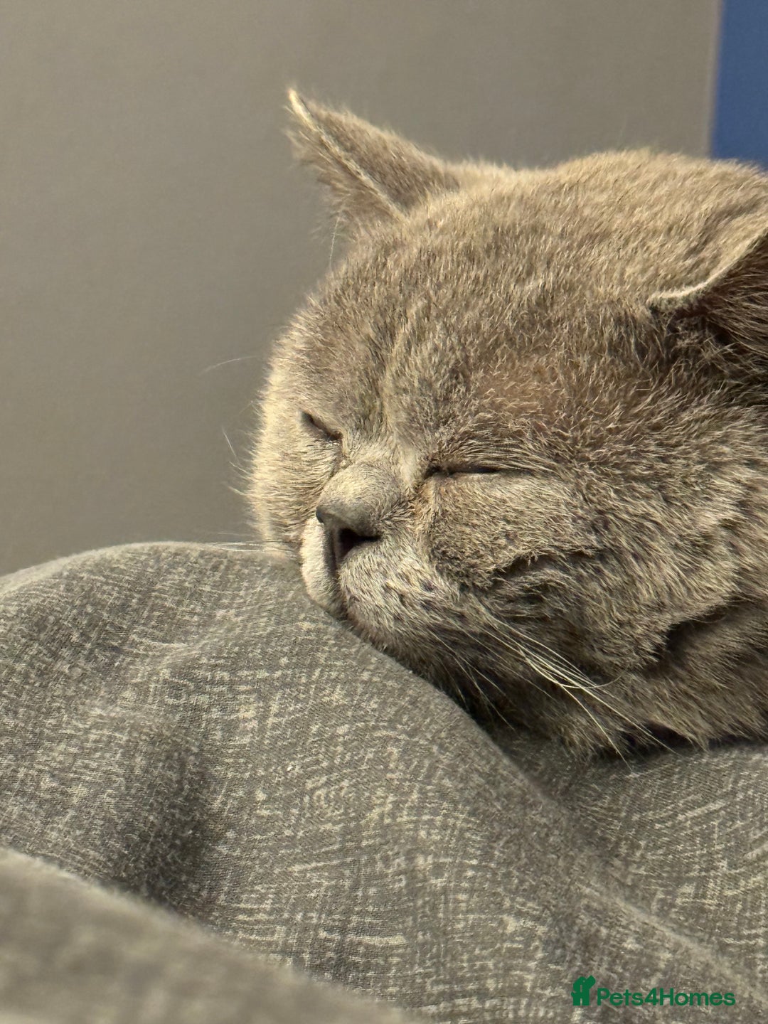 British Shorthair cats for stud: British shorthair blue  in Lewes - Image 4