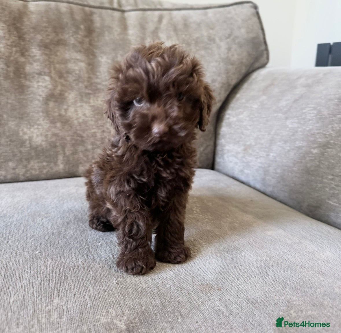 Cavapoo dogs Absolute stunning little girl  - Advert 2