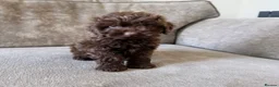 Cavapoo dogs for sale: Absolute stunning little girl  - Advert 1