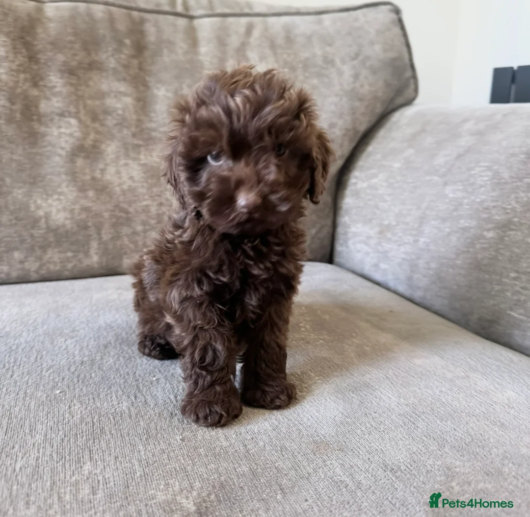 Cavapoo dogs for sale: Absolute stunning little girl  - Advert 1