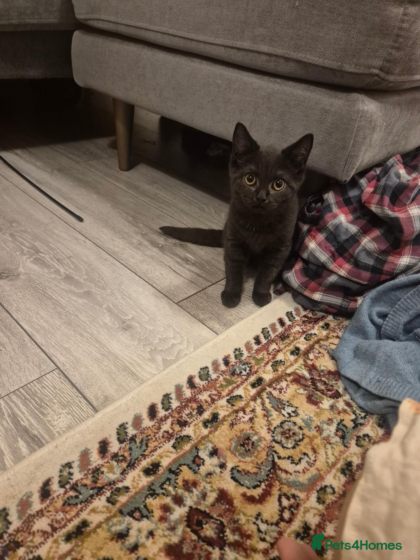British Shorthair cats for sale: British shorthair female 14 weeks - Advert 13
