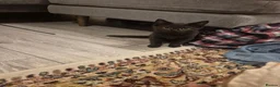 British Shorthair cats for sale: British shorthair female 14 weeks - Advert 1