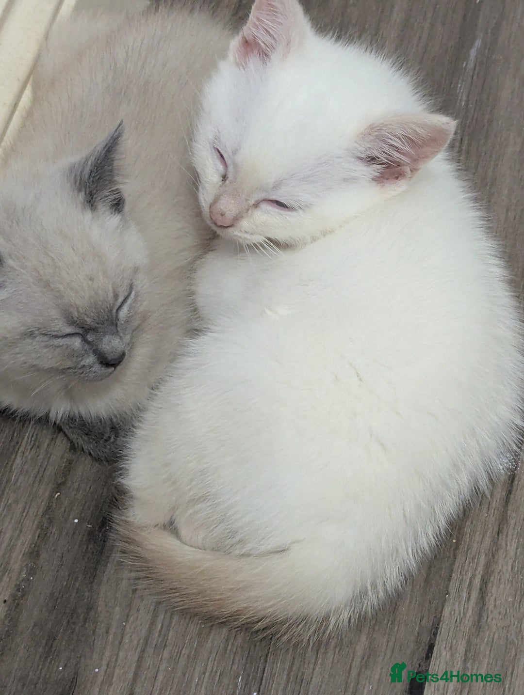 Siamese cats for sale: Flame point Siamese kitten male  - Advert 7