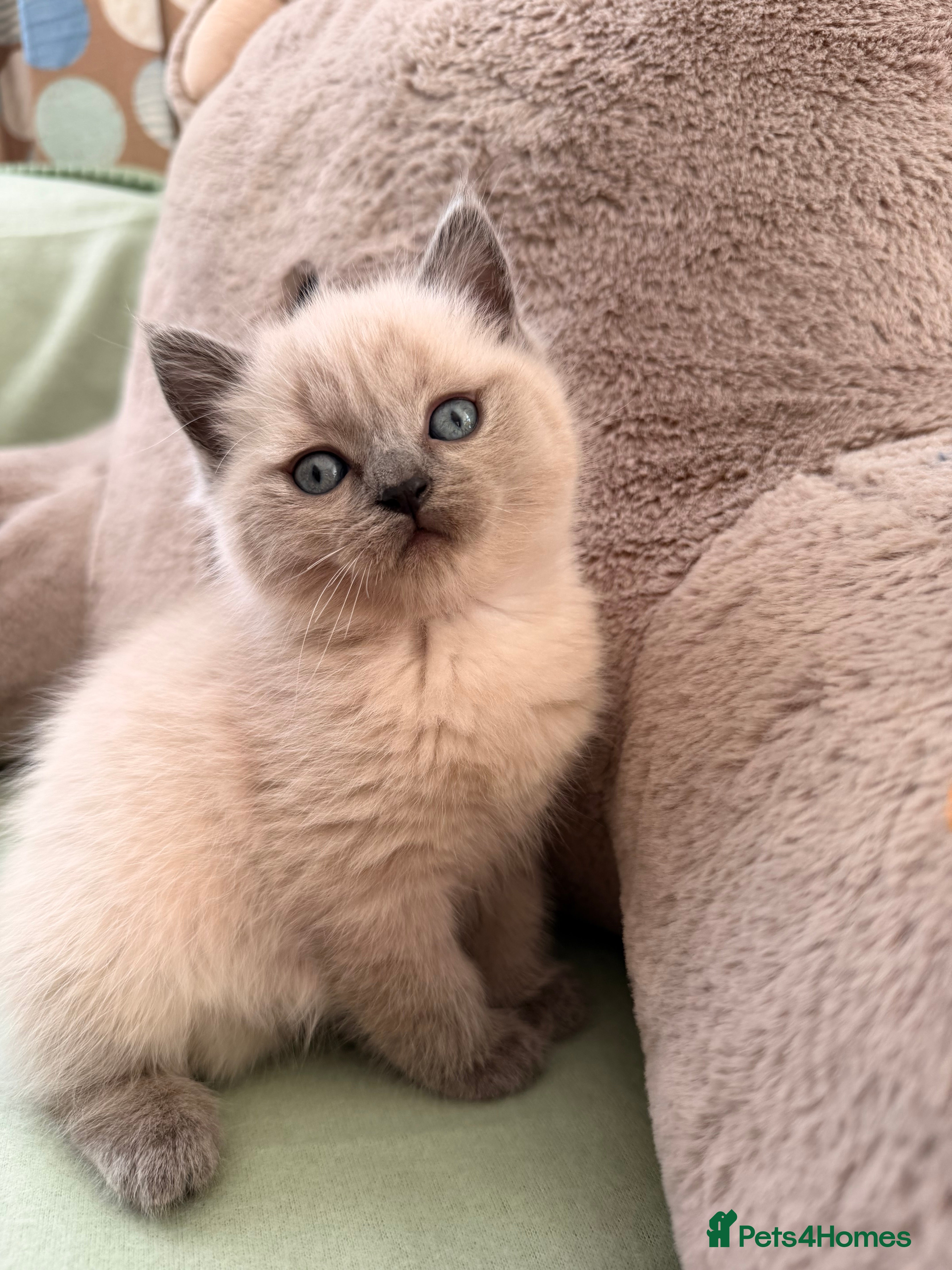 British Shorthair cats for sale: Beautiful British shorthair For Sale  - Advert 2