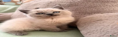 British Shorthair Kitten 3