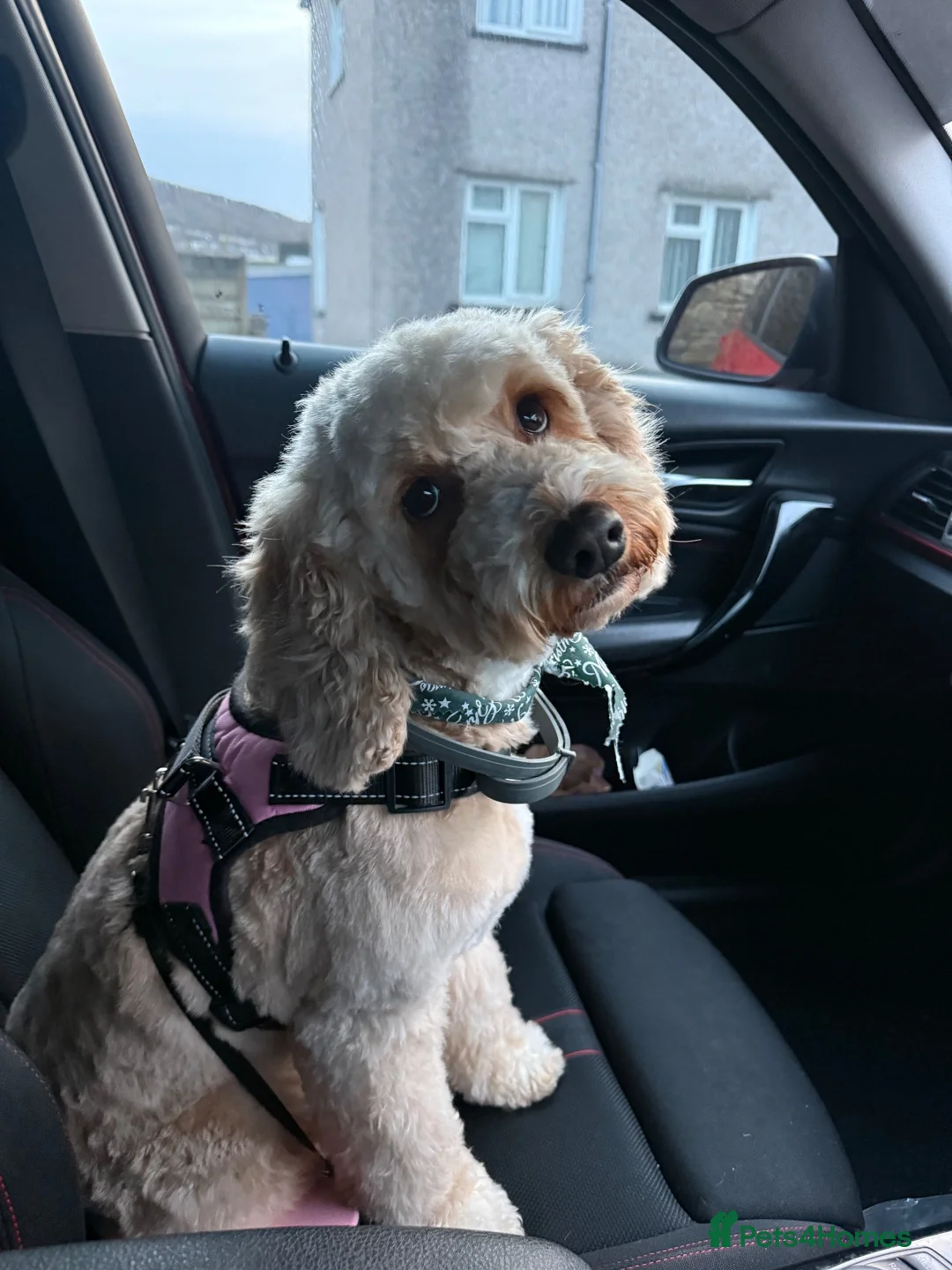 Cockapoo dogs for sale: 6yo female cocapoo - Advert 2