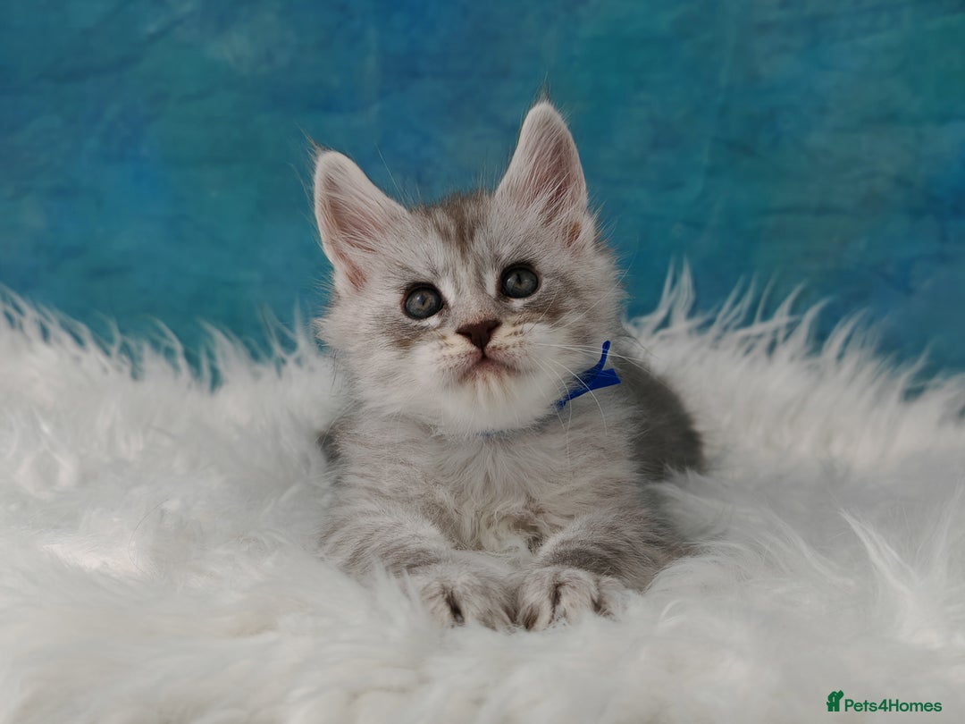 Maine Coon cats for sale: Shaded line Maine Coon kittens - Advert 1