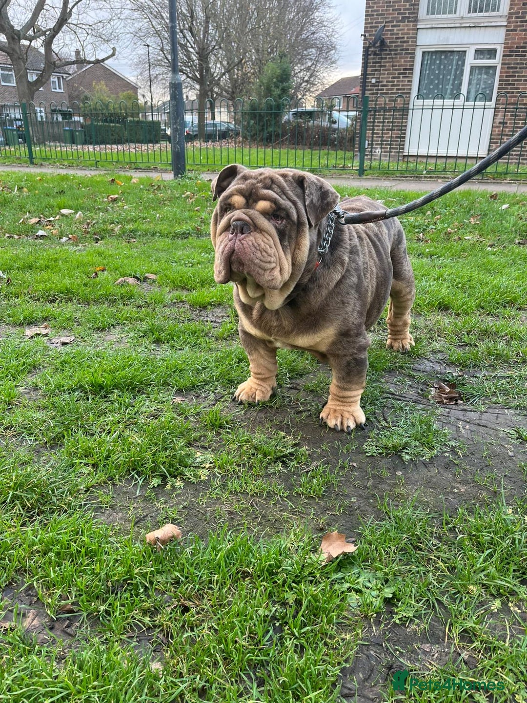 English Bulldog dogs for stud: Amazing Mr. Emperor 🍫 - Advert 1