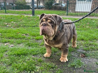 English Bulldog dogs Amazing Mr. Emperor 🍫 - Advert 7