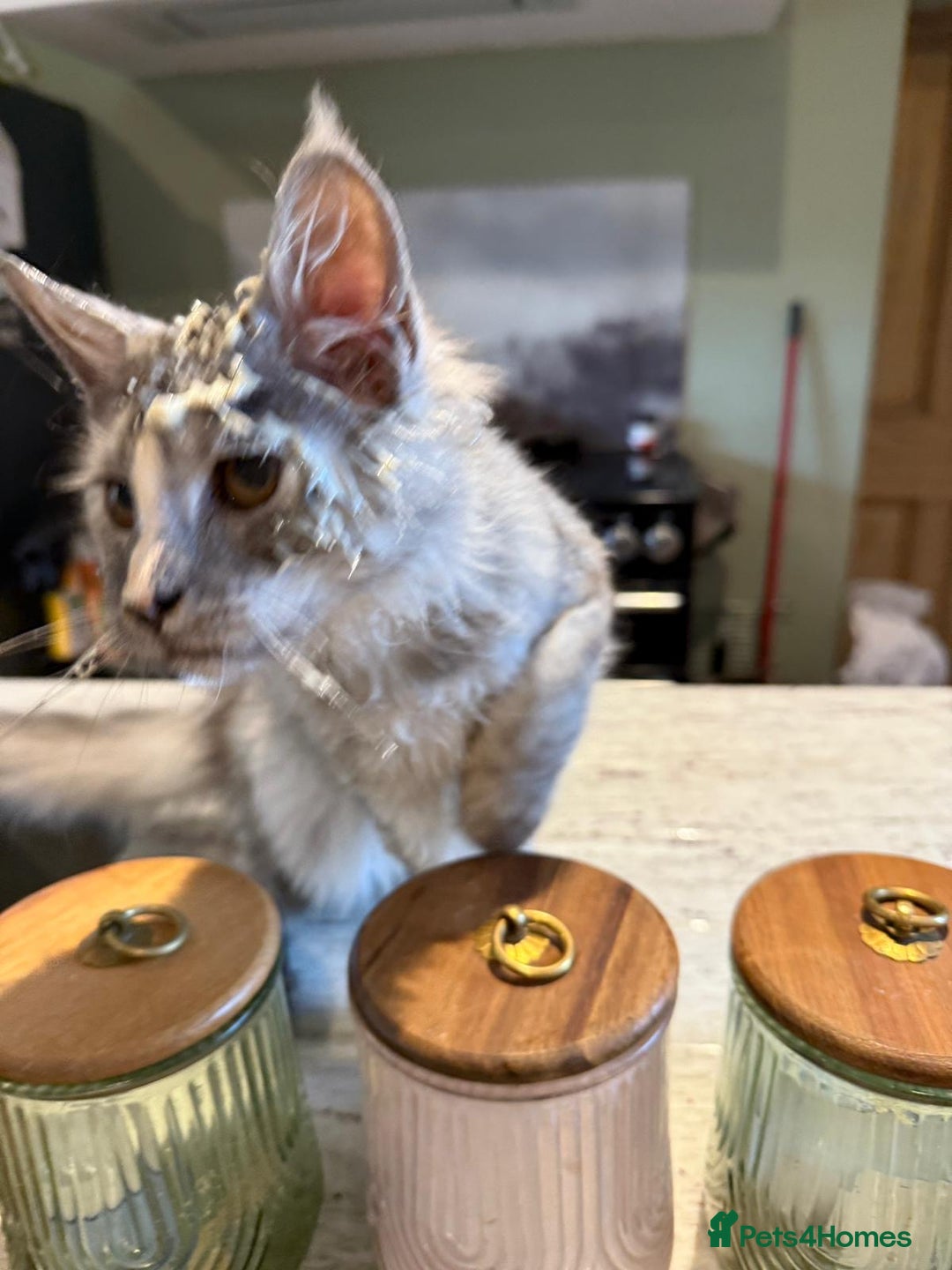 Maine Coon cats for sale: Reduced! Last Female Kitten - ready now!  - Image 6