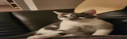 British Shorthair cats for sale: British shorthair bicolour girl  - Advert 3
