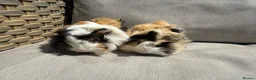 Guinea Pig rodents for sale: 2 very handsome male guinea pigs. - Advert 2