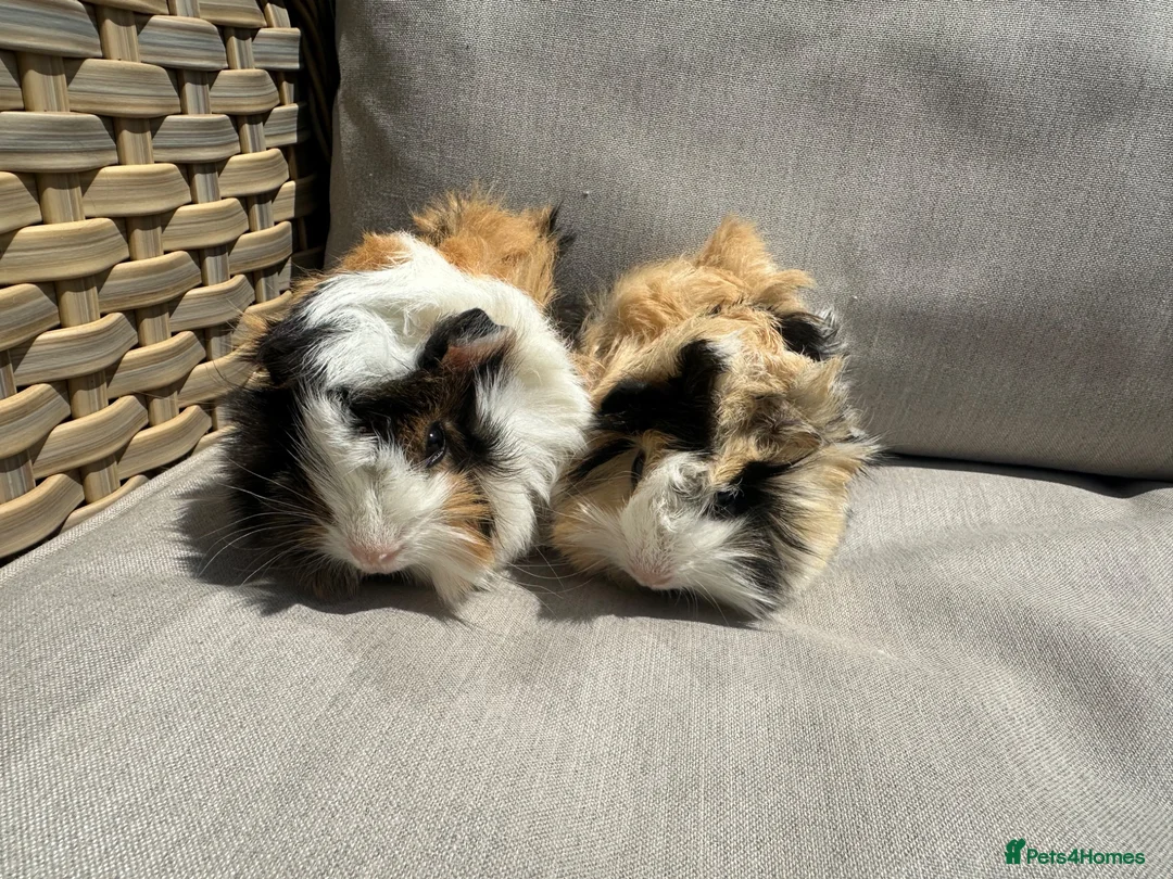 Guinea Pig rodents for sale: 2 very handsome male guinea pigs. - Advert 2